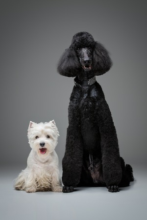 beautiful black poodle and westie dogs on grey backgroundの写真素材