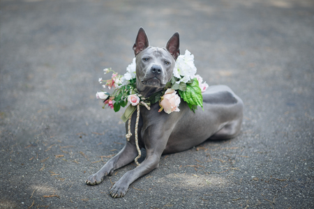thai ridgeback dog in flower wreathの写真素材