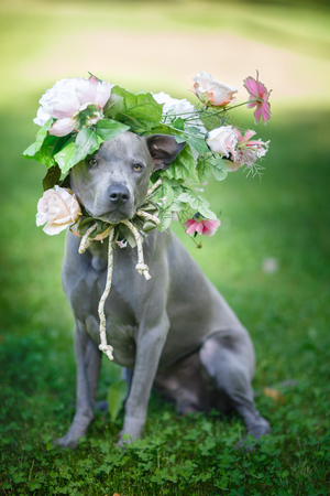 thai ridgeback dog in flower wreathの写真素材