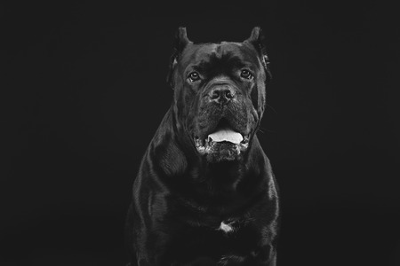 beautiful cane corso dogの写真素材