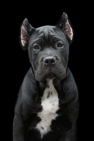 beautiful cane corso puppyの写真素材