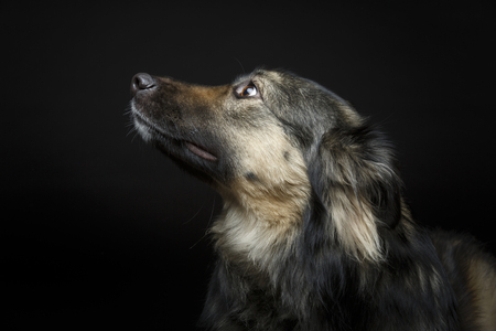 beautiful dog isolated on blackの写真素材