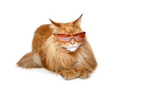 beautiful maine coon catの写真素材