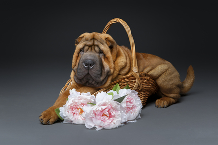 Beautiful shar pei puppyの写真素材
