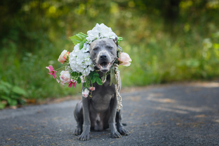 beautiful young thai ridgeback dog in flower wreath on head. summer season. outdoor shot. natural light. copy space.の写真素材