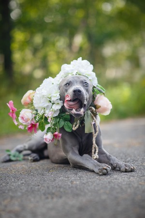 thai ridgeback dog in flower wreathの写真素材