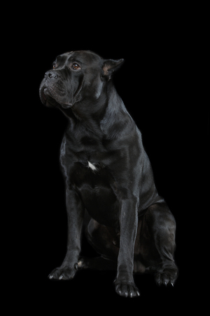 beautiful cane corso dogの写真素材