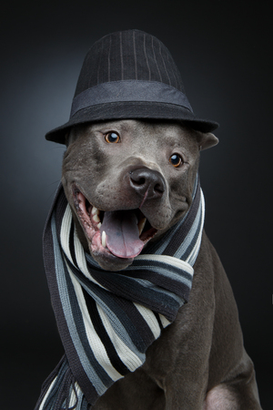 beautiful thai ridgeback dog in hat and scarfの写真素材