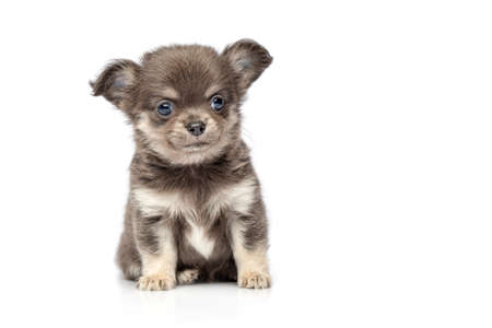 beautiful chihuahua purebred puppy dog isolated on white sitting. studio shot.の写真素材