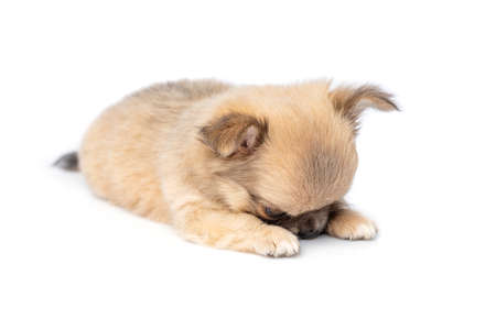 beautiful chihuahua purebred puppy dog isolated on white hiding face. studio shot.の写真素材