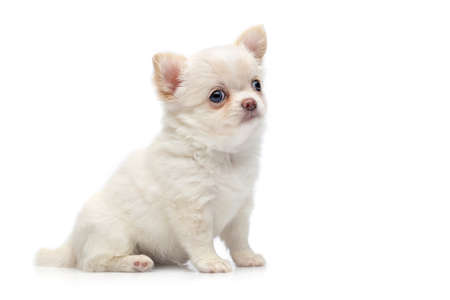 beautiful chihuahua purebred puppy dog isolated on white sitting. studio shot.の写真素材
