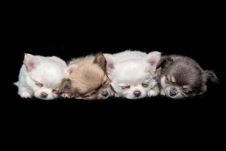 four beautiful chihuahua purebred puppy dogs lying over black background. studio shot.の写真素材