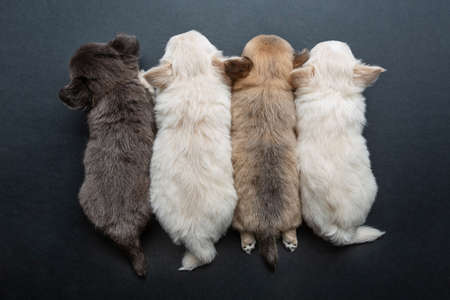 four beautiful chihuahua purebred puppy dogs lying over black background. studio shot.の写真素材