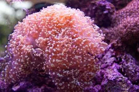 Anemoneの写真素材