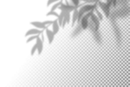 Vector illustration of realistic shadow overlay effect. Blurred transparent soft light shadow of tree branches, leaves and foliage. Contemporary mockup background for product presentationのイラスト素材