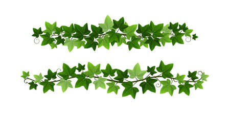 Green climbing ivy creeper branches isolated on white background. Hedera vine botanical border or frame design element. Vector illustration of hanging or wall climbing ivy plantのイラスト素材