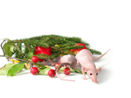 Two rats play hide-abd-seeck on a branch of a fur-tree.
Ratsの写真素材