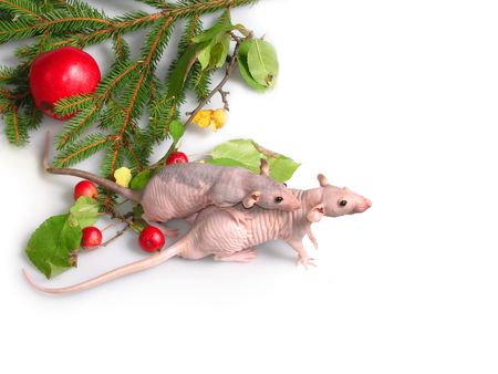 Two rats about a branch of a New Year tree. Beside  applesの写真素材