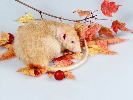 The rat sleeps under a branch with autumn leavesの写真素材