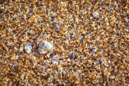 Shell and pebble stone for background texture