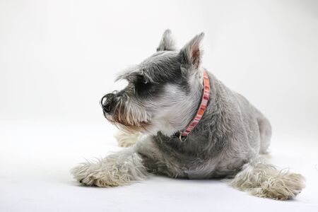 Mini Schnauzer Dog Studio Portrait - Dog on a White Backgroundの写真素材