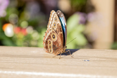 Butterfly on a wooden benchの写真素材