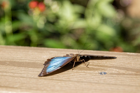 Butterfly on a wooden bench
