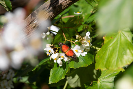 Butterfly on a green leaf of a flower.