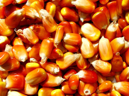 Grains of corn   Backgroundの写真素材