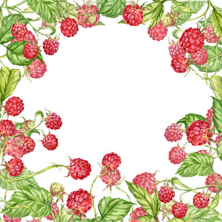 Raspberry. watercolor botanical illustration of raspberry berries and leaves. frame