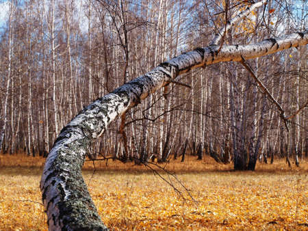 timber      の写真素材