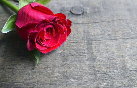 Rose on old wooden background for Valentine's Day with copy space.Valentine rose.St.Valentines Day, 14 february concept.Selective focus.の写真素材