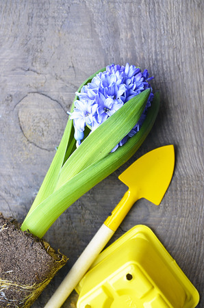 Blue hyacinth, yellow flower pot and gardening tools on old wooden background.Hyacinth spring flower.Spring gardening concept.Selective focus.の写真素材