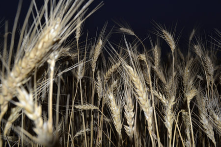 night fieldの写真素材