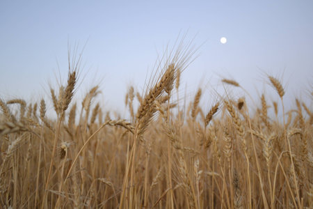 moon over the fieldの写真素材