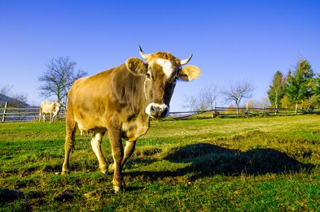 Cows graze in the autumn, blue mountains and old fences in the fog in the background.の写真素材