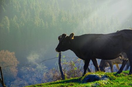 Cows graze in the autumn, blue mountains and old fences in the fog in the background.の写真素材