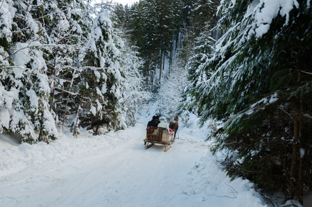 Winter mountain landscape, people ride in a sleigh pulled by horses, trees covered with snow.の写真素材