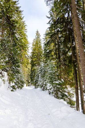 winter mountain landscape. The road that leads to the spruce covered with snow in daylightの写真素材