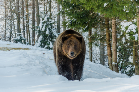 Portrait of Brown Bear in the bitter winter forest. Winter mountain landscape.の写真素材