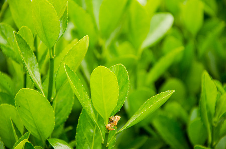 Leaves of Grass in the sun