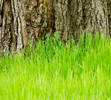 Green grass on a background of tree barkの写真素材