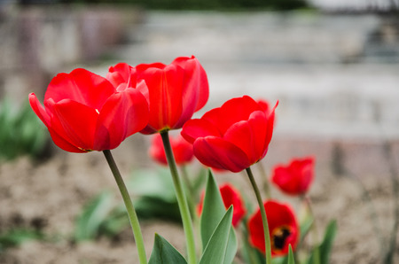 Blooming tulips in the spring, red flower petals.の写真素材