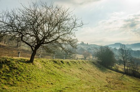 Spring landscape, tree without leaves on the slope of the road. Green lawnの写真素材