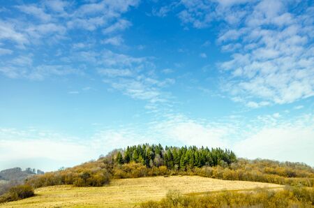 Spring landscape, coniferous forest on a green lawn background