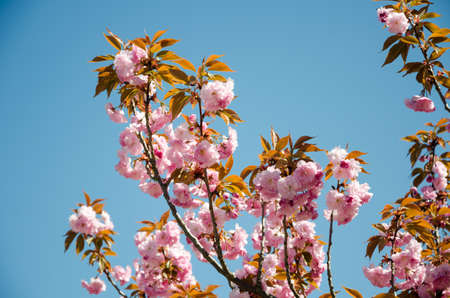 Sakura. Blooming cherry blossom on blue sky background with spring background