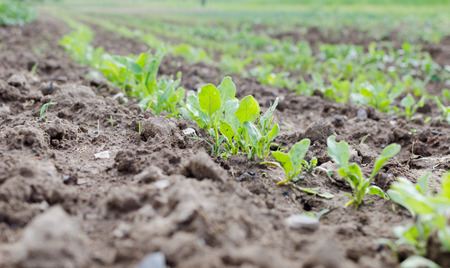 Agriculture. Photo of a growing young corn in the garden. On a background of brown clay