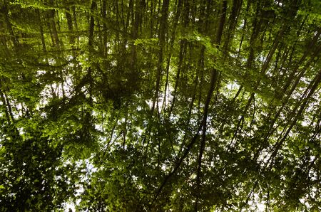 Very beautiful summer landscape. Mountain Lake. A small lost lake in a mountain forest. Green branches are reflected in the water.の写真素材