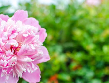 Beautiful pink Blossoming peony flower. Against the background of a green bushの写真素材