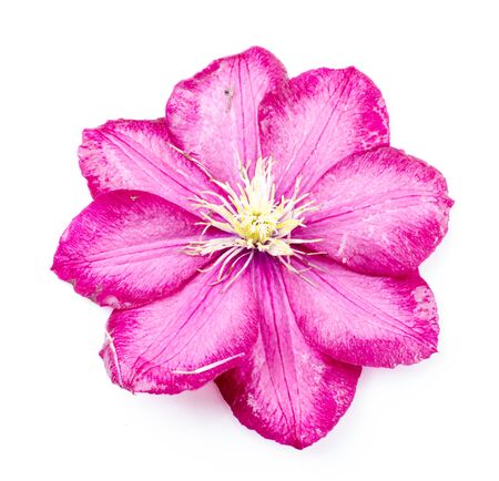 A beautiful rose flower on a white backgroundの写真素材